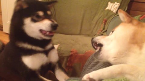 Persistent dog knows exactly how to get her way