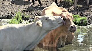 Best friend cows enjoy a refreshing dip in the pond together