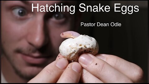 Hatching Snake Eggs