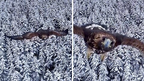 Majestic Eagle goes after flying drone