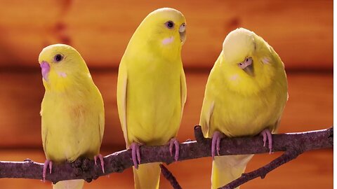 "Melodies of the Canary: Exploring the Vibrant World of Singing Birds"