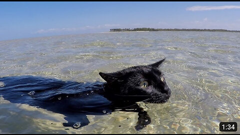 Cat loves to swim and doesn't want to stop!