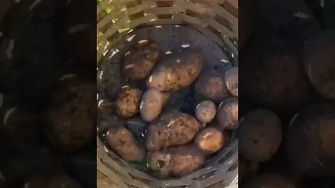 Potato Harvest Was Really Good | Endless Harvest #shorts