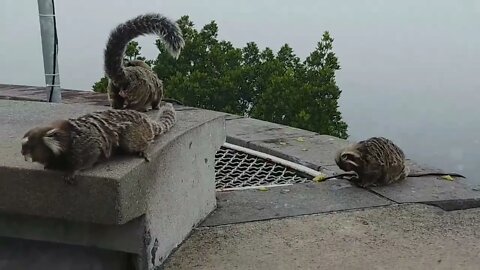 Rio de Janiero, Brazil | Sagui