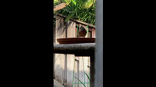 Backyard Birds Hawaii Northern Cardinal