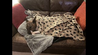 Cute dog Kills snuggly!