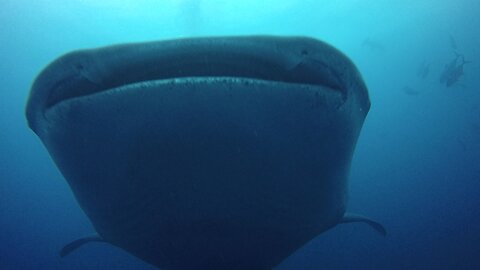 Gigantic whale shark cruises through scuba divers like a submarine