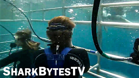 Shark Attack Caught on Video, Shark Bytes TV Ep 29, Cage Diving Giant Great Whites Attacking 2