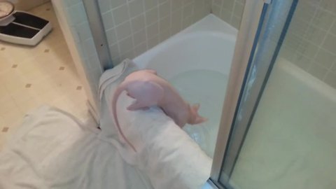 Water-loving Sphynx thrilled for bath time