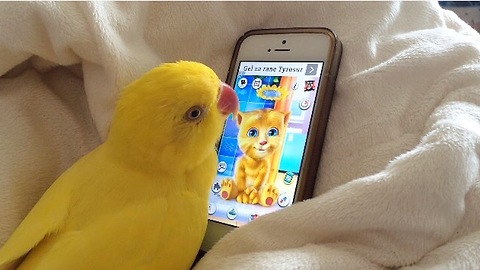 Parrot engages in deep conversation with popular talking app