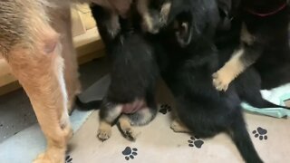 Puppies nursing!