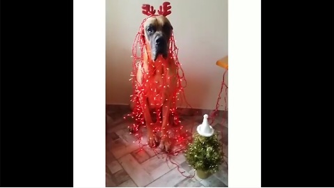 Great Dane hilariously gets into the Christmas spirit