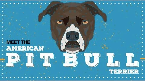 Pit Bull Terrier | CKC Breed Facts & Profile