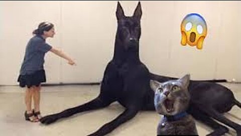 Funniest 😹 Cats And 🐶 Dogs Videos - Try Not To