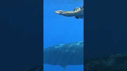 Woman swimming with a whale 🐳 #whale #whalesharkwatching #whales #humpbackwhale