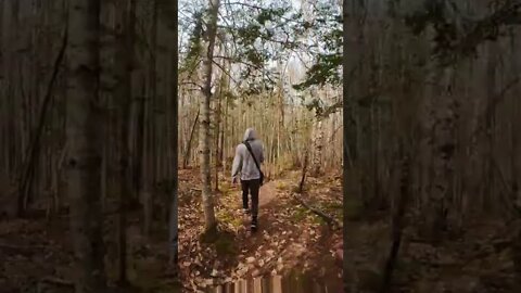 Timelapse Hike through Dromore Trails PEI