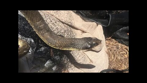 Garden Hognose Snake Find