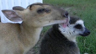 Animal Best Friends: Lemurs, Kangaroos & Deer