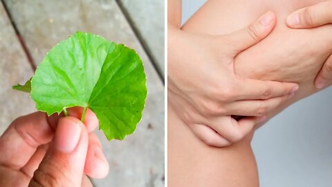 Gotu Kola: The Secret Weapon To Fight Cellulite, Varicose Veins and More