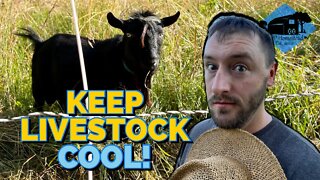 Keeping our Farm Animals COOL During Extreme HEAT // Livestock in Summer