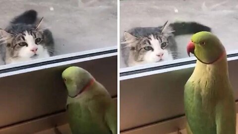 Parrot Plays Peek-a-Boo with Neighbors Cat