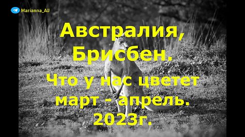 Что у нас цветет в саду. Март - апрель 2023г.