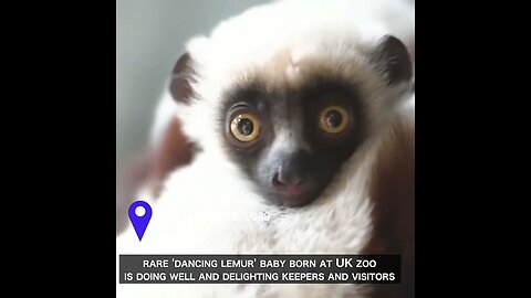 Critically Endangered 'Dancing Lemur' Born in UK Zoo