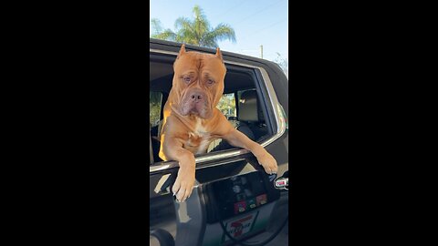 MASSIVE Pit Bull guards the truck while getting gas! 🦁😱