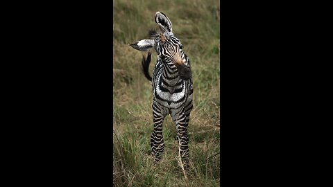 ZebraStripes #SafariSpotting #Nature'sPatterns #ZebraWorld #SafariAdventures #ZebraMagic