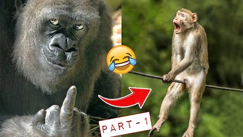 Oops!😱 Funny Monkey Fails (Caught On Camera) - Animals funny Videos part 1