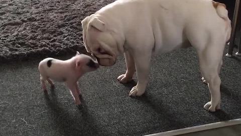 Precious Moment When A 3-Week-Old Piglet Lovingly Embraces A Deaf Bulldog