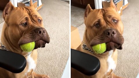 Massive pit bull holds ball in the side of his mouth