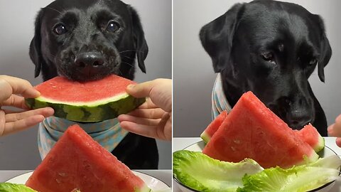 SURE ENOUGH, SNACKS ARE THE FAVORITE OF LABRADORS. CUTE PET