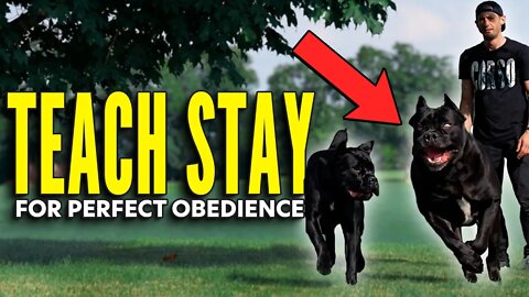 EASILY Teach STAY To Your Cane Corso WORKS EVERYTIME!