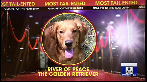 DOGS are Heros♥️🌟💙🏆 My Dog, RIVER 🐕 is MY HERO; see Lisa & River on Good Morning America LINK in description box Below