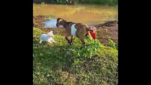 monkey play with goat over funny animals videos