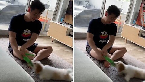 Puppy Gets Dragged Across Carpet While Holding On To Toy