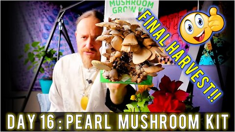 Day 16: Organic Pearl Oyster Mushroom Grow Kit (FINAL HARVEST) Sustainability | How To Review