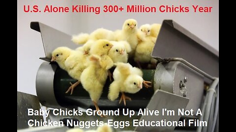 Baby Chicks Ground Up Alive I'm Not A Chicken Nuggets And Eggs Educational Film