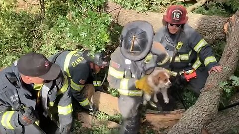 Firefighters rescue trapped dog after tree collapse