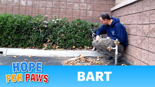 Bart - rescued after living as a stray near the freeway for 7 months!