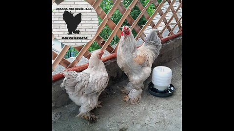 https://ak2.rmbl.ws/s8/1/S/N/M/V/SNMVl.oq1b-small-Isabel-brahma-hens.jpg