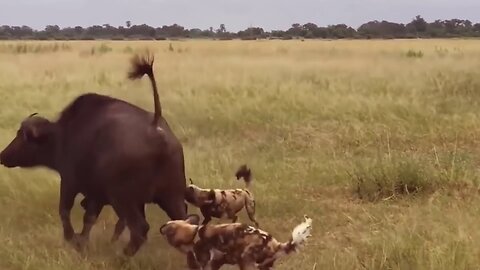 Most Attack Wild Epic Battle Of Wild Dogs Vs Animals is Not Never | Lion , Buffalo , Warthog , Deer