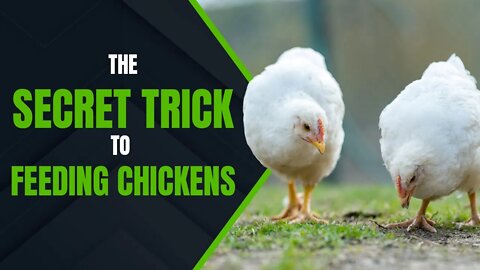 The Secret Trick for Feeding Chickens