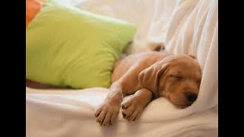 cute adorible puppy dreams