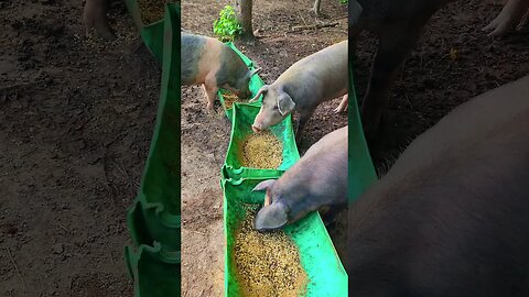Huge Pigs Eating Lunch @UncleTimsFarm #kärnəvór #carnivore #shorts #hereford #freerangepigs