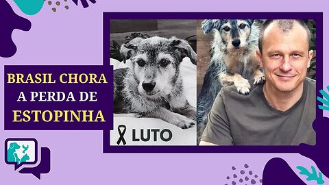 🐾💔Luto no Mundo Pet: Estopinha, a Querida Pet Influencer Brasileira, Deixa um Legado de Amor