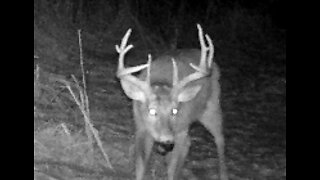 Fred Zeppelin 2022, Monster Buck Still Carrying His Antlers!