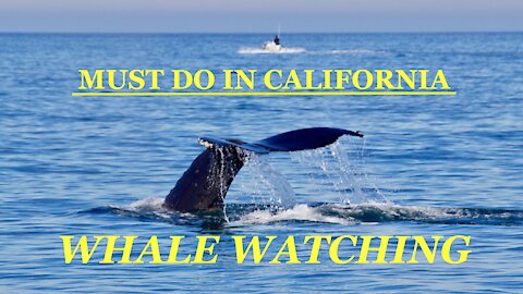 【Travel California】Whale Watching in Moss Landing / Monterey Bay