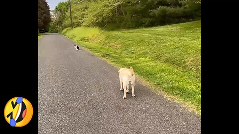 Dog And Cat Funny Meet🤣🤣 #animallover #shortsvideo #dogandcat #funnyvideo #funnyshorts #shorts